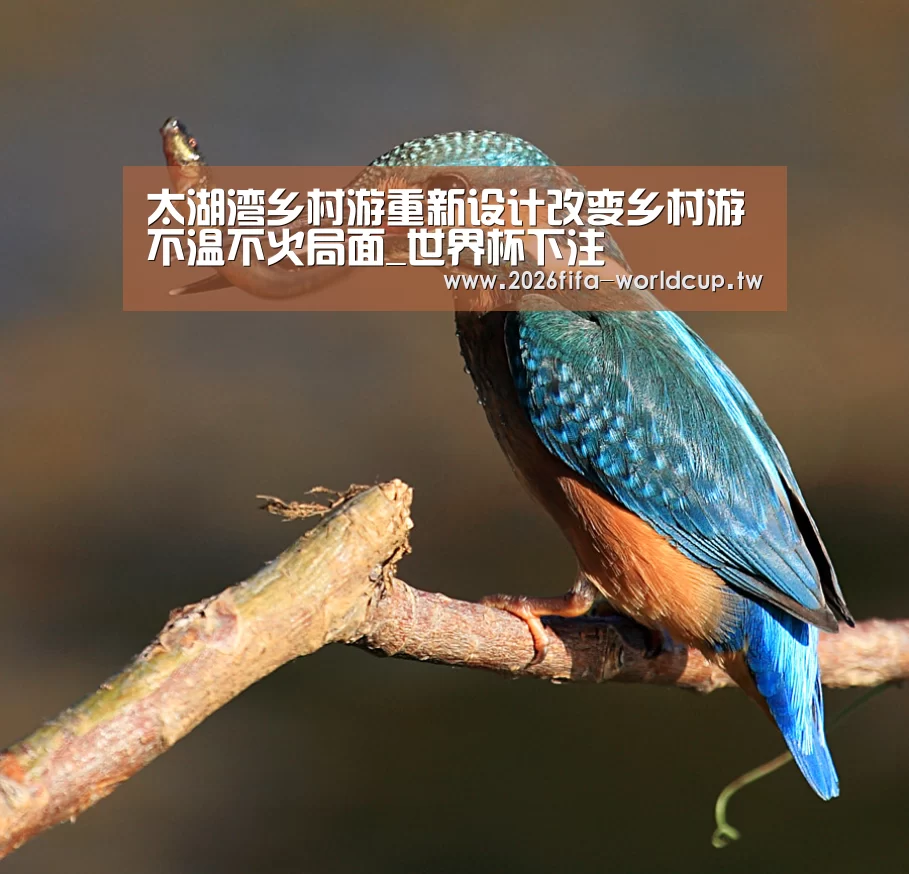 世界杯下注